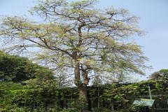 Chloroxylon swietenia